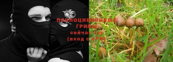 ГАЛЛЮЦИНОГЕННЫЕ ГРИБЫ Белокуриха